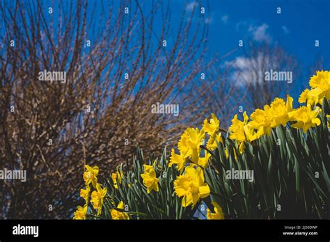 Daffodils Pictured Against A Bright Blue Sky Stock Photo Alamy