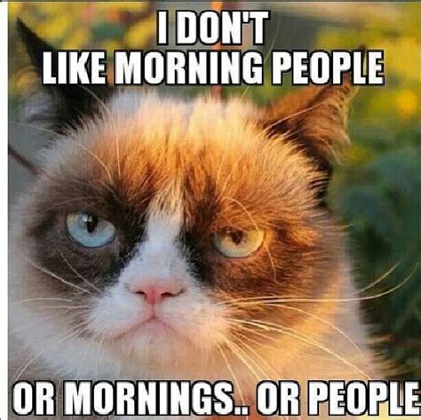 Not A Morning Person Grumpy Cat Meme Funny Grumpy Cat Memes Grumpy