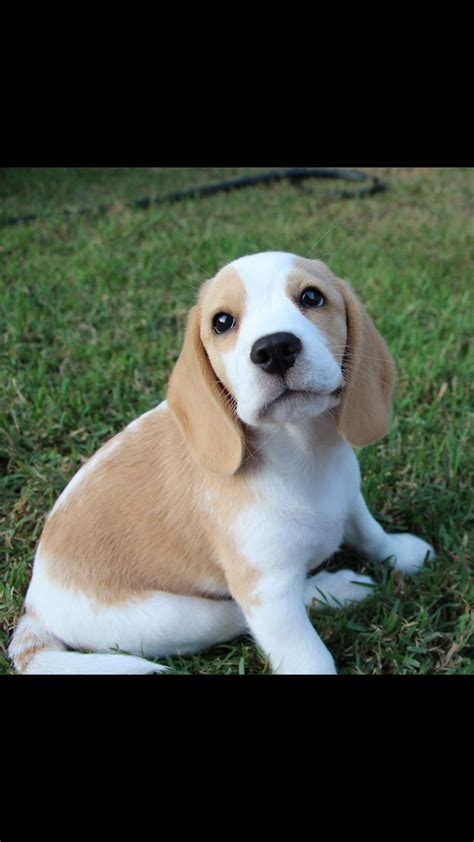 However, over time their tan color will darken and they will naturally double. ️. It's a baby Squishy Lemon Beagle!!!!!!! | Cute beagles, Beagle puppy, Baby beagle
