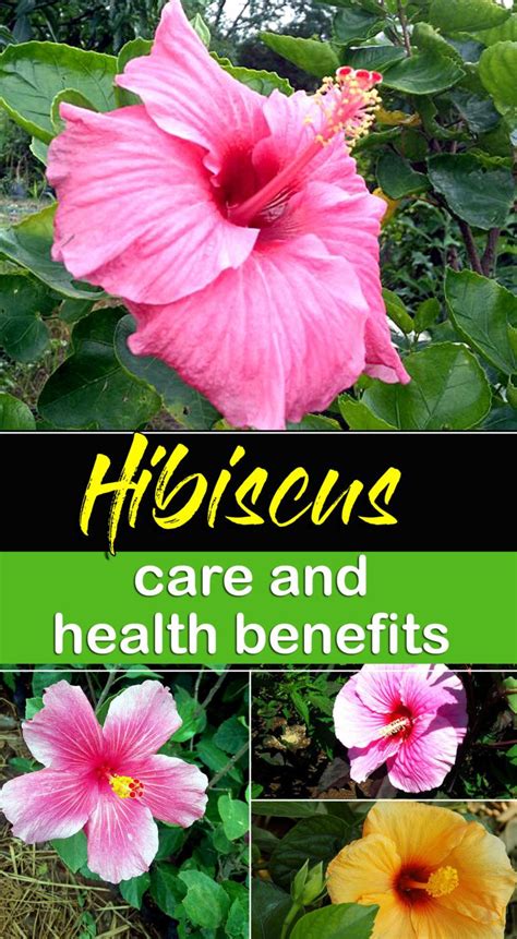 Growing Hibiscus Flower How To Grow Tropical Hibiscus Plant