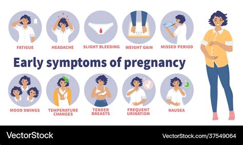 Early Signs And Symptoms Pregnancy Royalty Free Vector Image Hot Sex