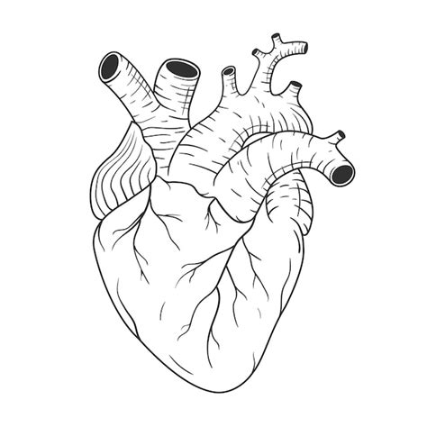 Corazón Humano Anatómicamente Correcto Dibujado A Mano Línea Arte