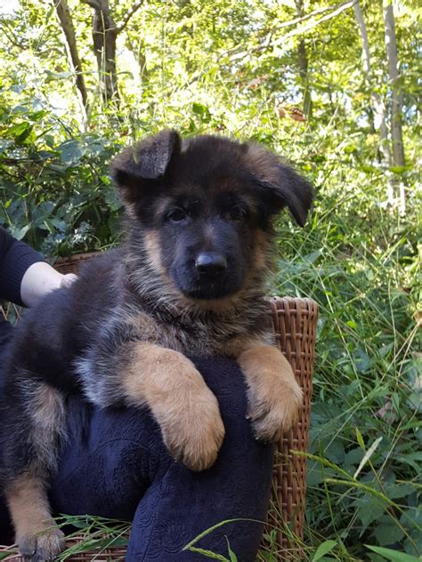 New york canine offers quality german shepherds in the nyc area. German Shepherd Puppies For Sale | New York, NY #310900