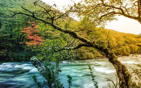 River Surrounded By Trees At Daytime Hd Wallpaper Wallpaper Flare