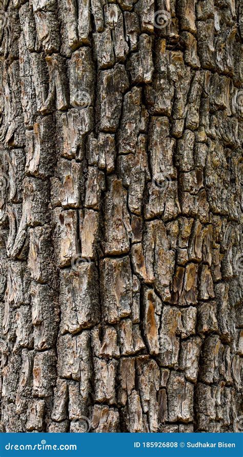 Close Up Of Tree Barks Texture Of A Big Tree In Jungle Stock Photo