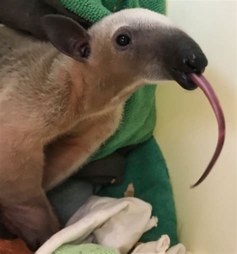 Baby Tamandua Lesser Anteater At Cincinnati Zoo Gets A Name Mani