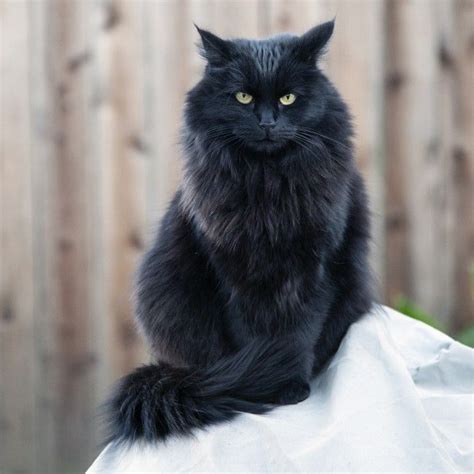 Fluffy Black Cat Fluffy Cat Black Cats Dreams Cat Tabby Cat
