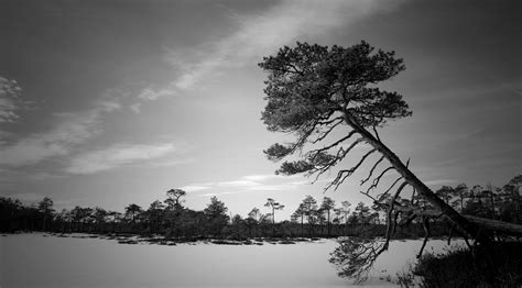 Free Images Sky Nature Tree Natural Landscape Black And White