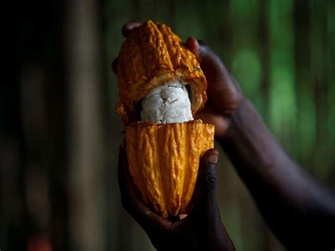 Cocoa Producers Ivory Coast Ghana Others Should Join Forces To Control Supplies Icco