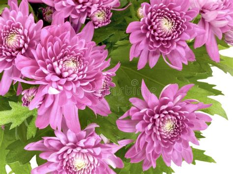 Chrysanthemum Stock Image Image Of Flowers Royalty 39553617