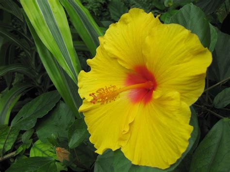 Tropical Flower Stock 2 Yellow Hibiscus By Alphasoupstock On Deviantart