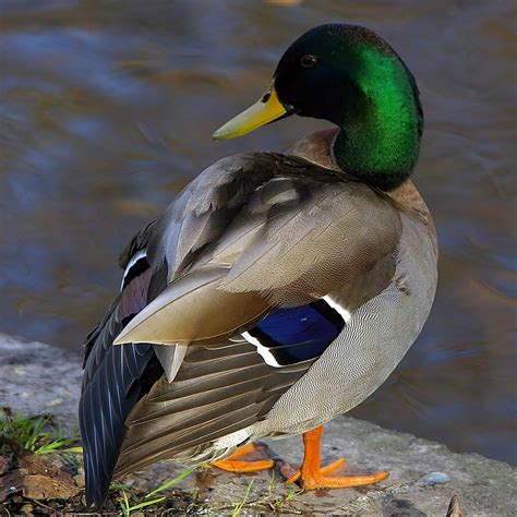 The following what the duck the series episode 17 english sub has been released. Mallards | Backyard Ducks
