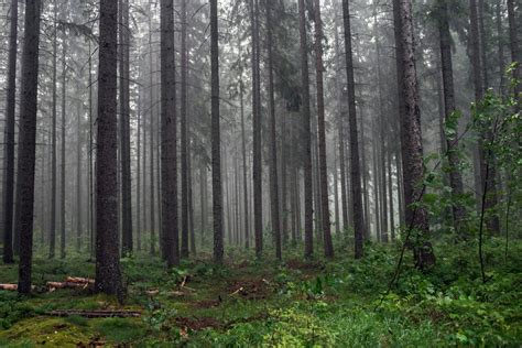 What You Should Know Before Visiting The Black Forest In Germany