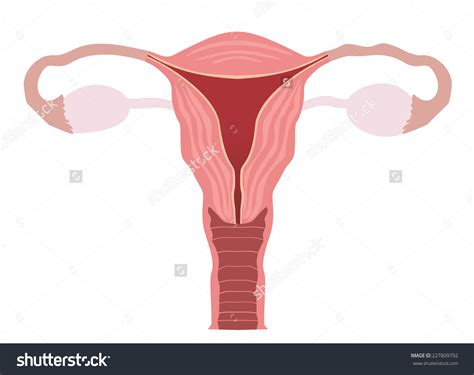 Female human anatomy vector diagram. The ovary clipart 20 free Cliparts | Download images on ...