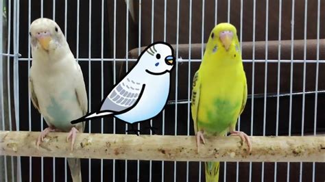 Happy Budgies Sounds Singing Budgies Youtube