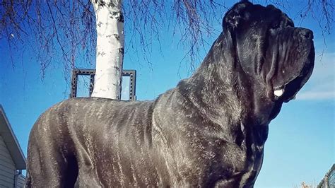 Worlds Biggest Puppy Is 6ft Tall And Weighs 12stone At Just Months Old