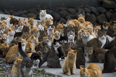 japon l incroyable île aux chats