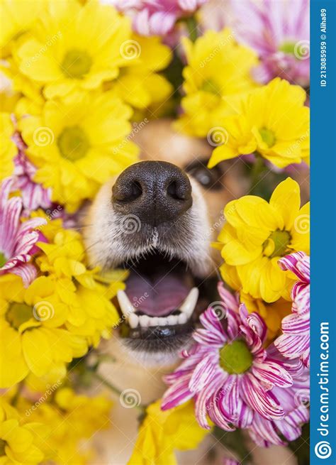 Dog Nose Peeks Out Of Yellow And Pink Chrysanthemum Flowers Funny