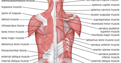 Diagram Of Back Muscles Hanenhuusholli