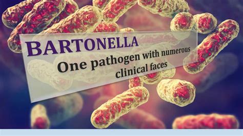 Bartonella One Pathogen With Numerous Clinical Faces Youtube