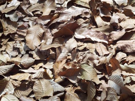 Natural Brown Dried Leaves Leafs Falling On The Jungle Floor Stock