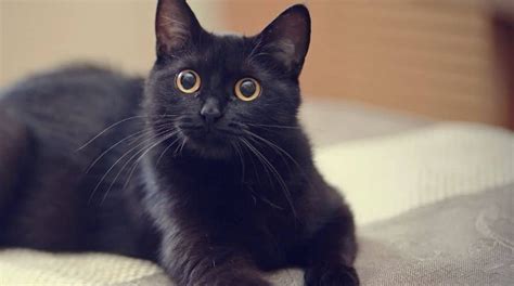 32 Black Cat Breeds That You Never Knew Existed Thegoodypet