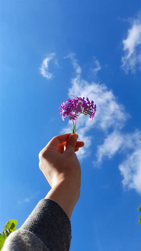 Flower And Sky Flowers Photography Wallpaper Beautiful Flowers