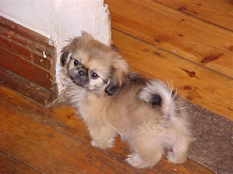 We will list new south dakota, sd breeders, rescues and shelters for this breed as they become available. Cute Dogs: Cute Pekingese Dog