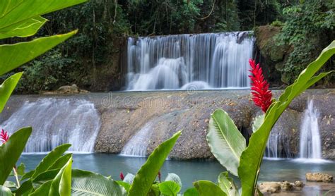 Scenic Waterfalls And Lrd Flower In Jamaica Stock Image Image Of Rock