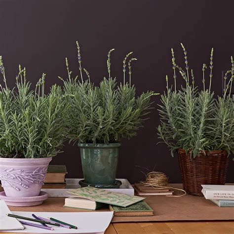 Indoor Lavender Plants White Flower Farm