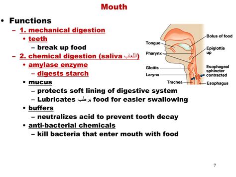 Ppt The Digestive System Powerpoint Presentation Free Download Id