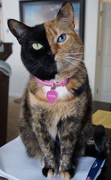 Venus The Chimera Cat See Article118725