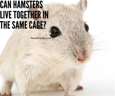 Can Hamsters Live Together In The Same Cage