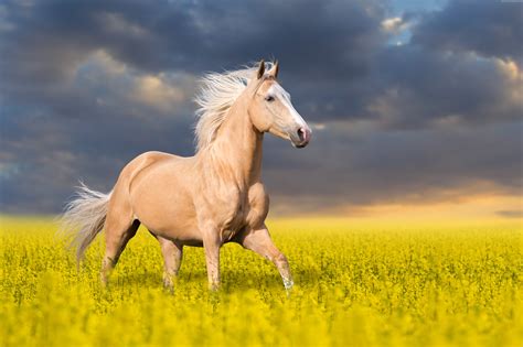 Beautiful Horse Jumps Over The Field With Yellow Flowers