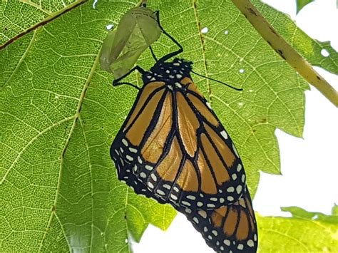 Update Behold The Mighty Monarch Rgardening