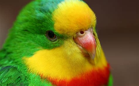 Netter Papagei close up grün gelb rot Federn 1920x1200 HD