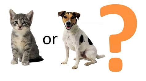 Are You A Cat Or A Dog Person Experiment Youtube