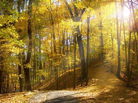 Sunny Autumn Forest Path Forest Tree Autumn Hd Wallpaper Peakpx