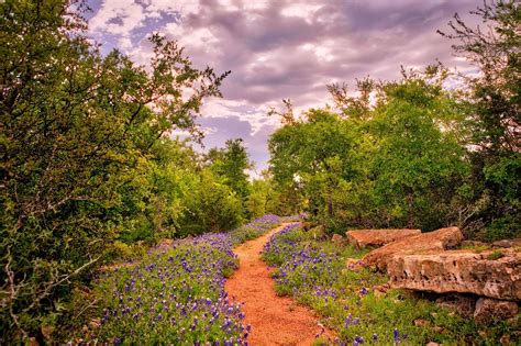 Discover The Best Wildflowers In The Texas Hill Country In Dripping