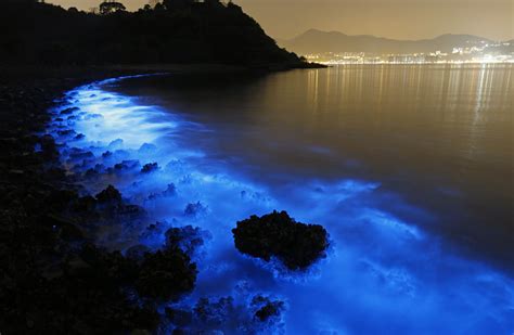 Glowing Beach Bioluminescent Plankton Glowing Beach Bioluminescent