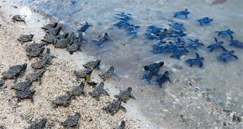 La Jornada Maya Campeche La Jornada Maya Playa Chenkan Y Nuevo Uxmal Las Dos Nuevas Áreas