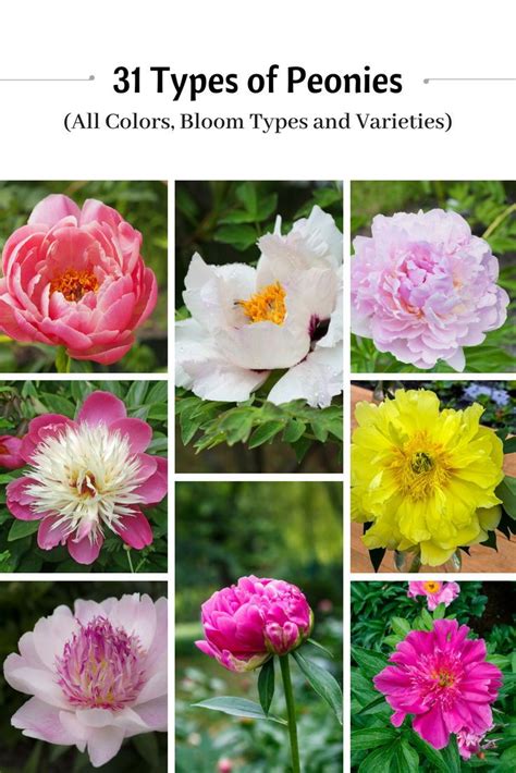 31 Types Of Peonies All Colors Bloom Types And Varieties Flower