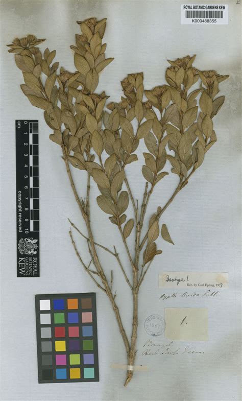 Hyptis Lucida Pohl Ex Benth Plants Of The World Online Kew Science