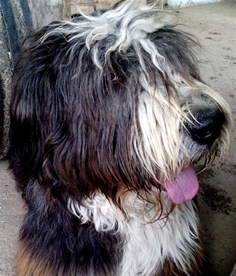 Free Picture Sheep Dog Long Hair