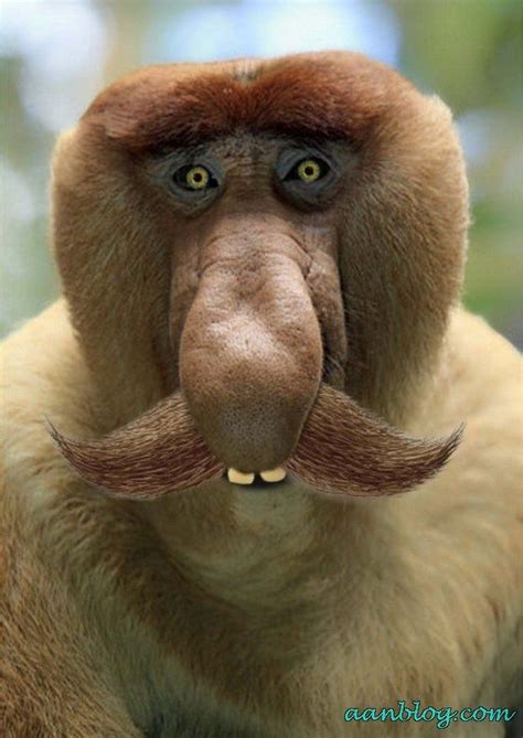 Monkey Beard Funny Animal Picture My New Petdaddys Pride And Joy