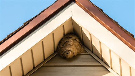An Expert Explains The Safest Way To Remove A Wasp S Nest From Your Home Exclusive