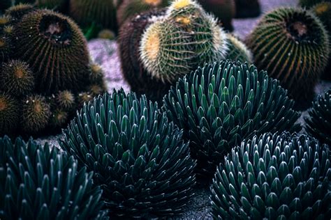 Assault android cactus+ is a dynamic representative of the genre of shooter made in the style of arcade. 4K Cactus Wallpapers High Quality | Download Free