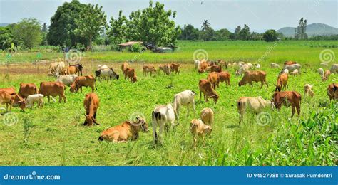 Cow Herd Is Eating Grass In Green Field Stock Photo Image Of Farm