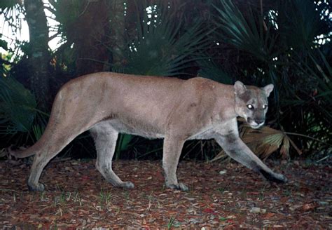 Florida Panther Audubon Corkscrew Swamp Sanctuary
