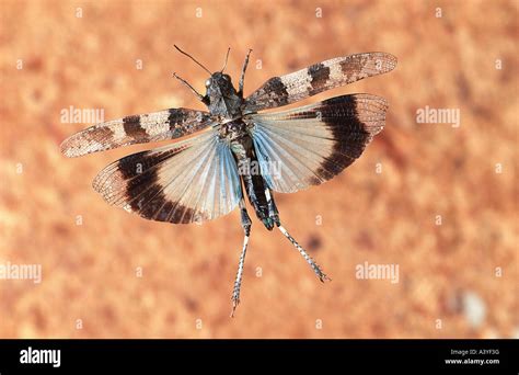 Blue Winged Grasshopper Oedipoda Coerulescens Flying Germany Stock